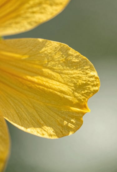 A close-up photograph of a vibrant North American wildflower petal with detailed texture and golden sunlight hitting the edges. The background is a soft-focus sage green and mist white. Professional nature photography style, clean and modern.
