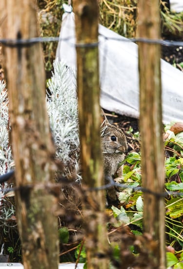 A wild brown rabbit peeking through a rustic wooden garden fence near green plants.