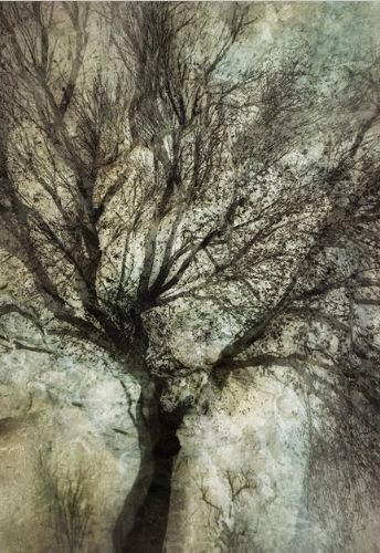 Ethereal abstract tree artwork by Martin Osner from the Eminence series, showcasing layered natural textures and light.