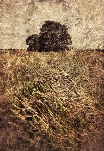 Fine art tree photography of two trees with golden field and layered textures by artist Martin Osner.