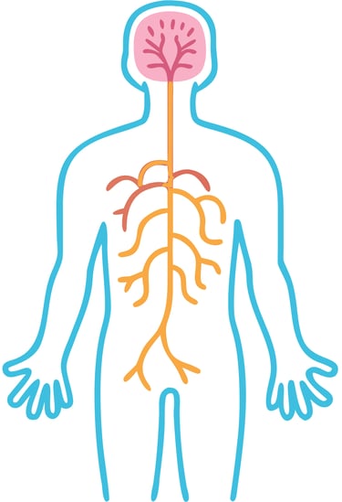 Diagram of the human central nervous system