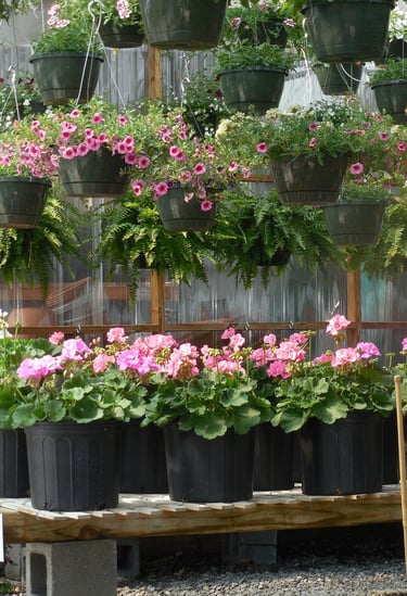 Plant and nursery village