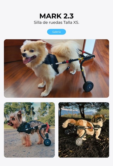 Perro con silla de ruedas ortopédica para perros, NUCLEUMPET Orthopedics en Bogotá Colombia.