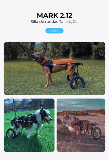 Perro con silla de ruedas ortopédica para perros, NUCLEUMPET Orthopedics en Bogotá Colombia.