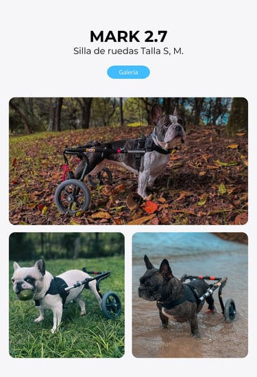 Perro con silla de ruedas ortopédica para perros, NUCLEUMPET Orthopedics en Bogotá Colombia.