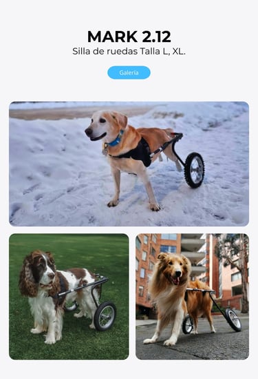 Perro con silla de ruedas ortopédica para perros, NUCLEUMPET Orthopedics en Bogotá Colombia.