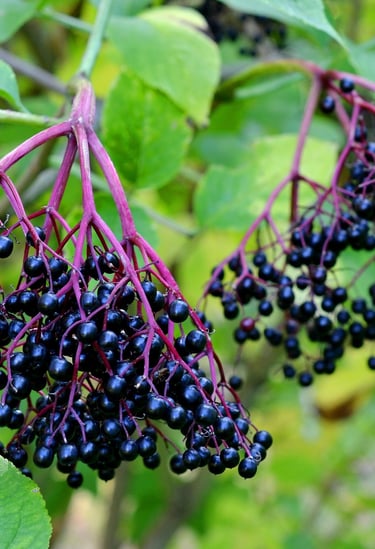 Fresh elderberries