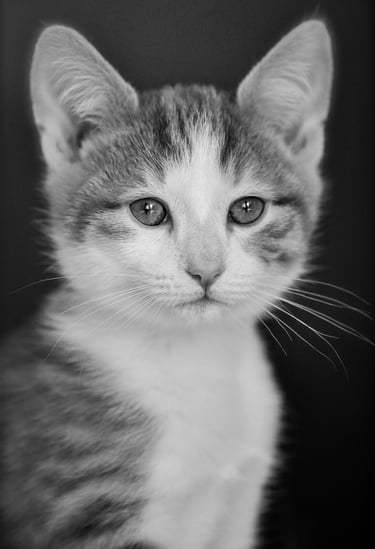 Peter Pickering's portrait of a kitten