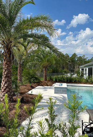 Palm tree landscaping