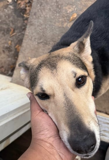 Pet sitter's hand gently petting a dog's face at Raising Paws Pet Boarding in Forest Park GA.