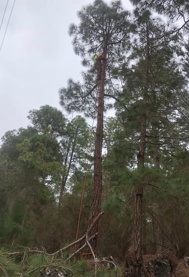 PODA EN ALTURA