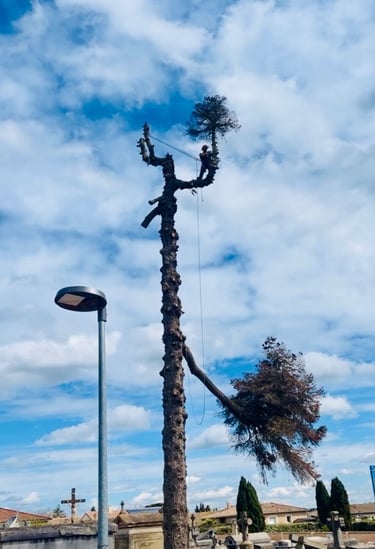 élagage Saint Paul sur Save