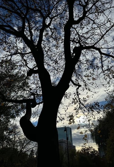 image by Julie Corcoran