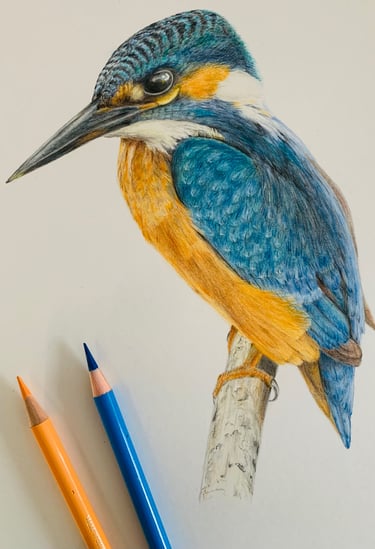 Kingfisher