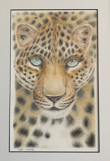 Leopard