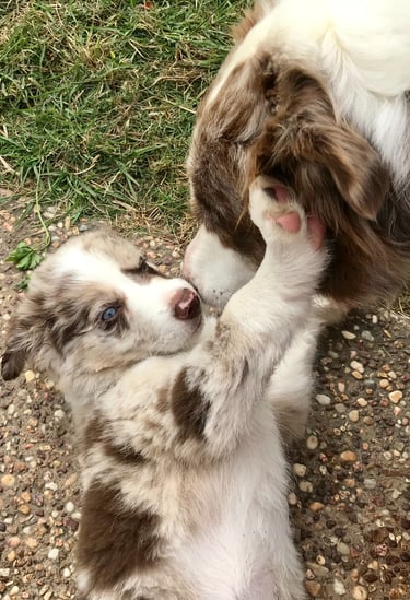 puppy play chocolate merle 