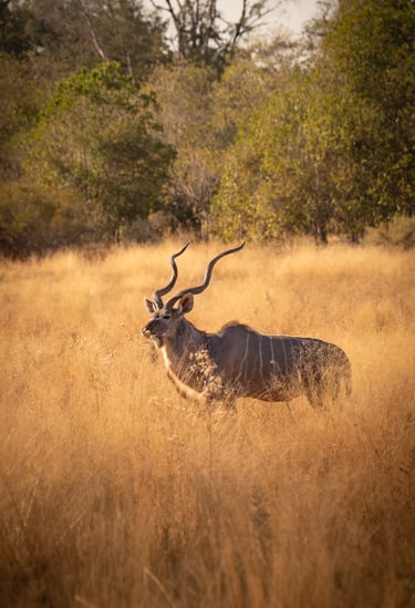 un kudu dans la savane du Botswana en safari