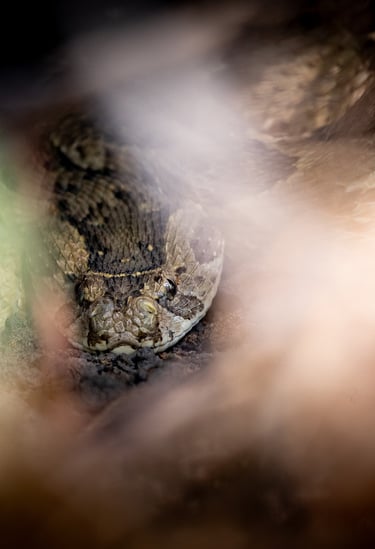a close up of a snake. puff adder 