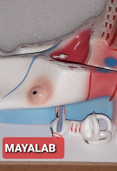 HUMAN EAR MODEL