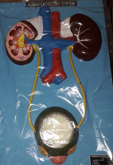 human excretory system