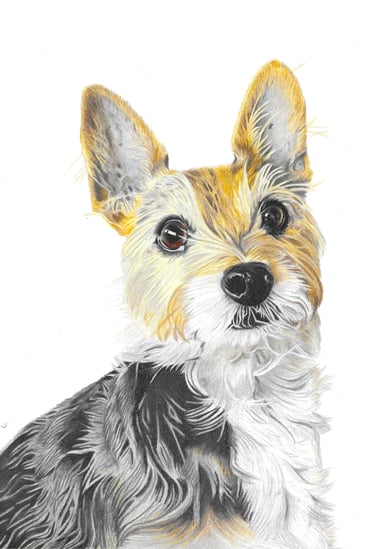 Realistic hand drawn pet portrait of a Yorkie mix dog
