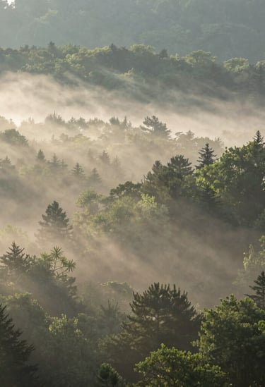 Ethereal sunlight rays piercing through a dense morning fog in a North American deciduous forest, high-quality landscape photography, capturing a serene and sophisticated natural atmosphere.