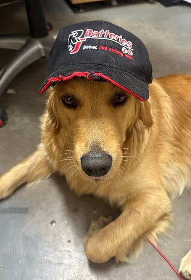 Our newest employee Jewel the Golden Retriever