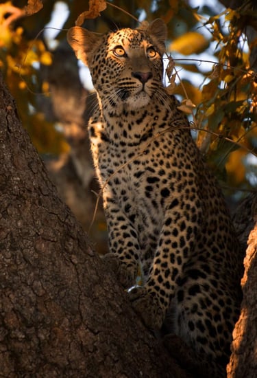 a leopard cub in a tree in the sun
