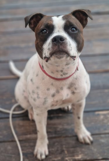 Staffy Femmina 8 Mesi bianca