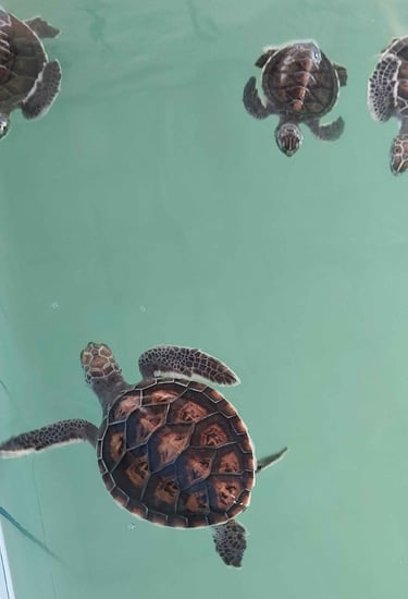 thailand khao lak turtle conservation centre turtles