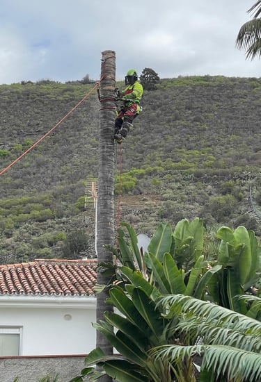 a man on a tree top with a rope rope