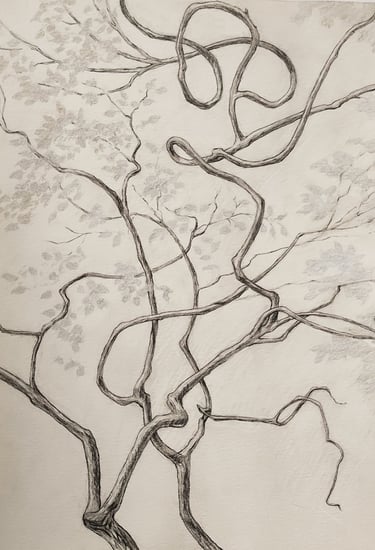 Graphite silverpoint and Ink drawing of a slender tree in early spring 