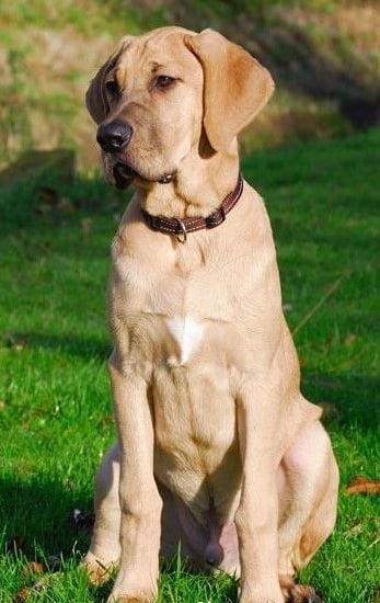25 best dog breeds for highly sensitive people (HSP)