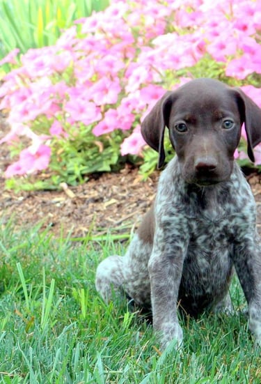 Puppies for Sale 