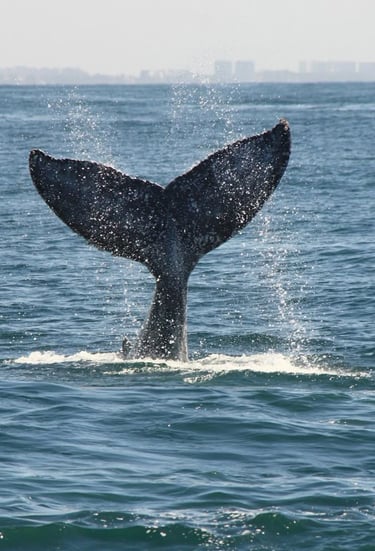 a whale tail fluffle whale tail fluffle tail fin fin fin fin