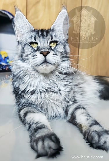 Gato Maine Coon Hembra Black Silver Negro Plateado en México.