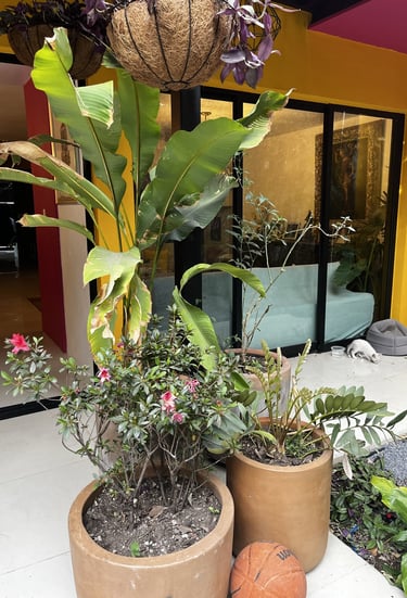 a basketball ball and a basket of plants