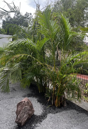 plantas para paisajismo