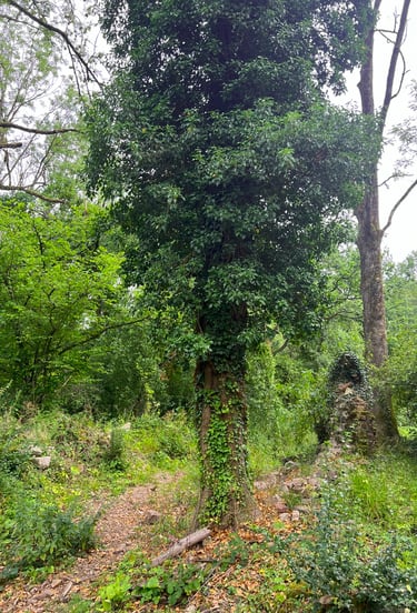 Boom in het midden van de foto, met vaag zichtbare muur van ruïne op de achtergrond.