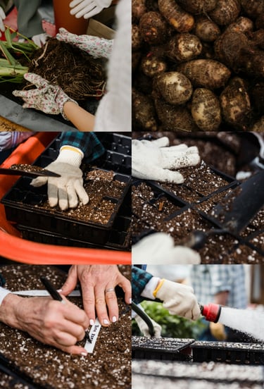 How to propagate corms or bulbs