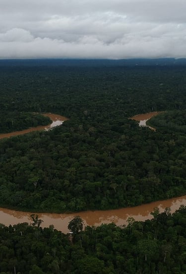 a river flowing through a forest with a river running through it