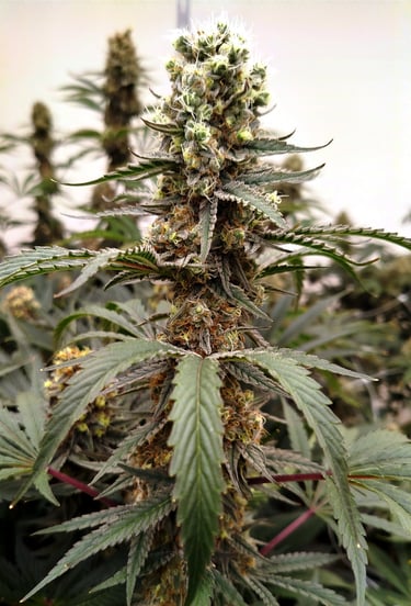 Variété de CBD cultivée en sol vivant, riche en arômes