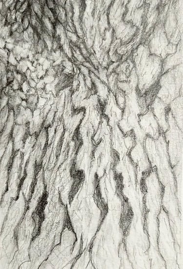 A graphite drawing that depicts a close-up view of the bark of a pear tree