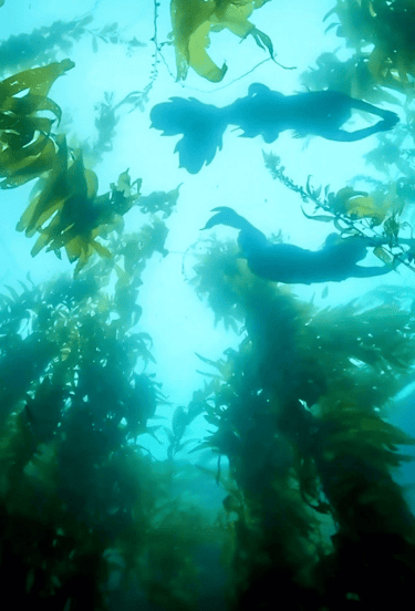 mariunderwater and mermaidvelinia in the channel island kelp forest