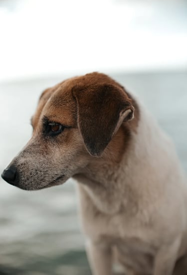 Street dog portrait at Mahebourg waterfront, Mauritius