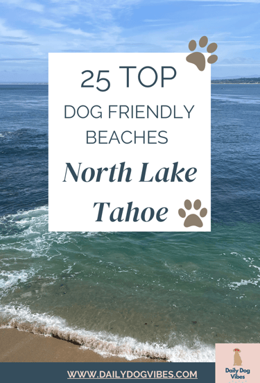 Best Dog Friendly Beaches North Lake Tahoe