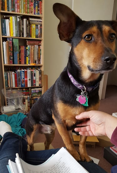 Cute dog, Rudy, asking to "help" grade. Picture of dog standing near pile of papers and red pen