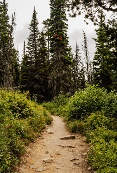 Glacier National Park, Two Medicine, forest