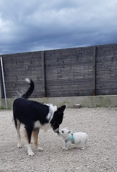 A black and white Border Collie and a small white Westie puppy touching noses in a gravel yard.