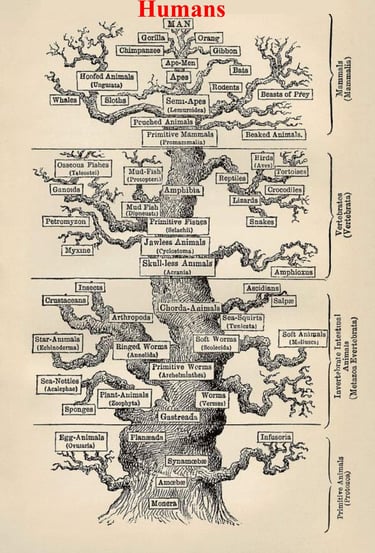 Haeckel's 19th-century phylogenetic tree (1879)